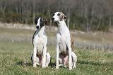 WHIPPET 375
